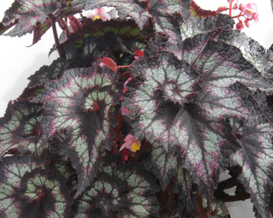 Begonia Spinning Gem