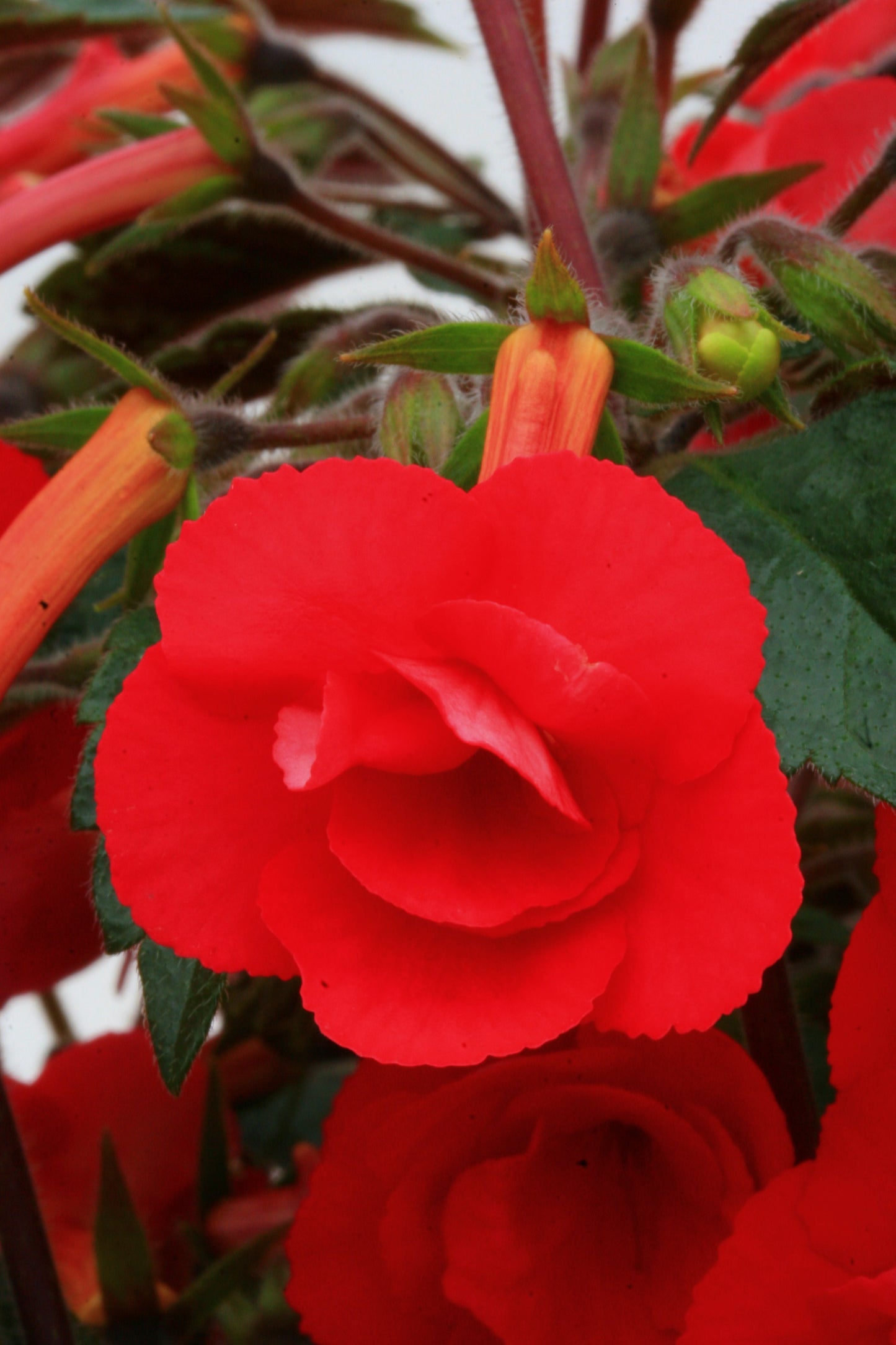 Stan's Delight - Dibleys