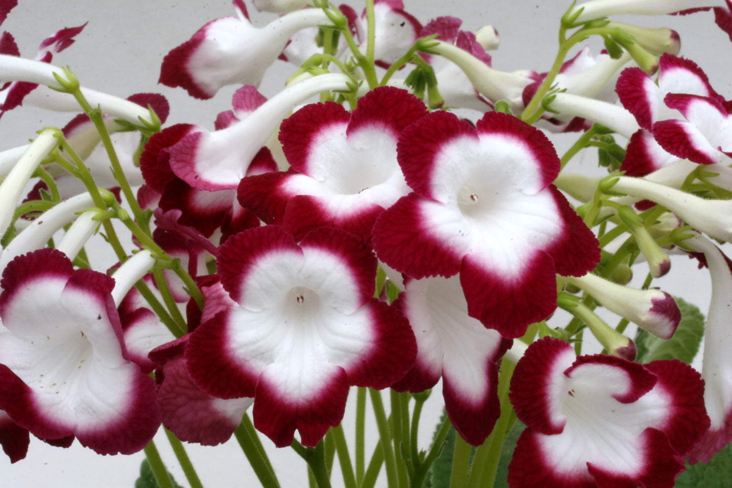 Streptocarpus Roulette Cherry - Dibleys