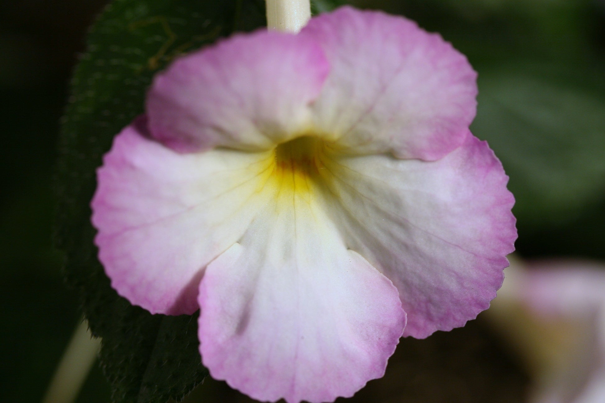 A Collection of Achimenes - Dibleys