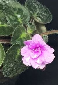 Saintpaulia Sweet Sam