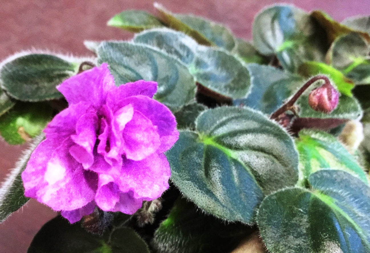 Saintpaulia Sweet Sam