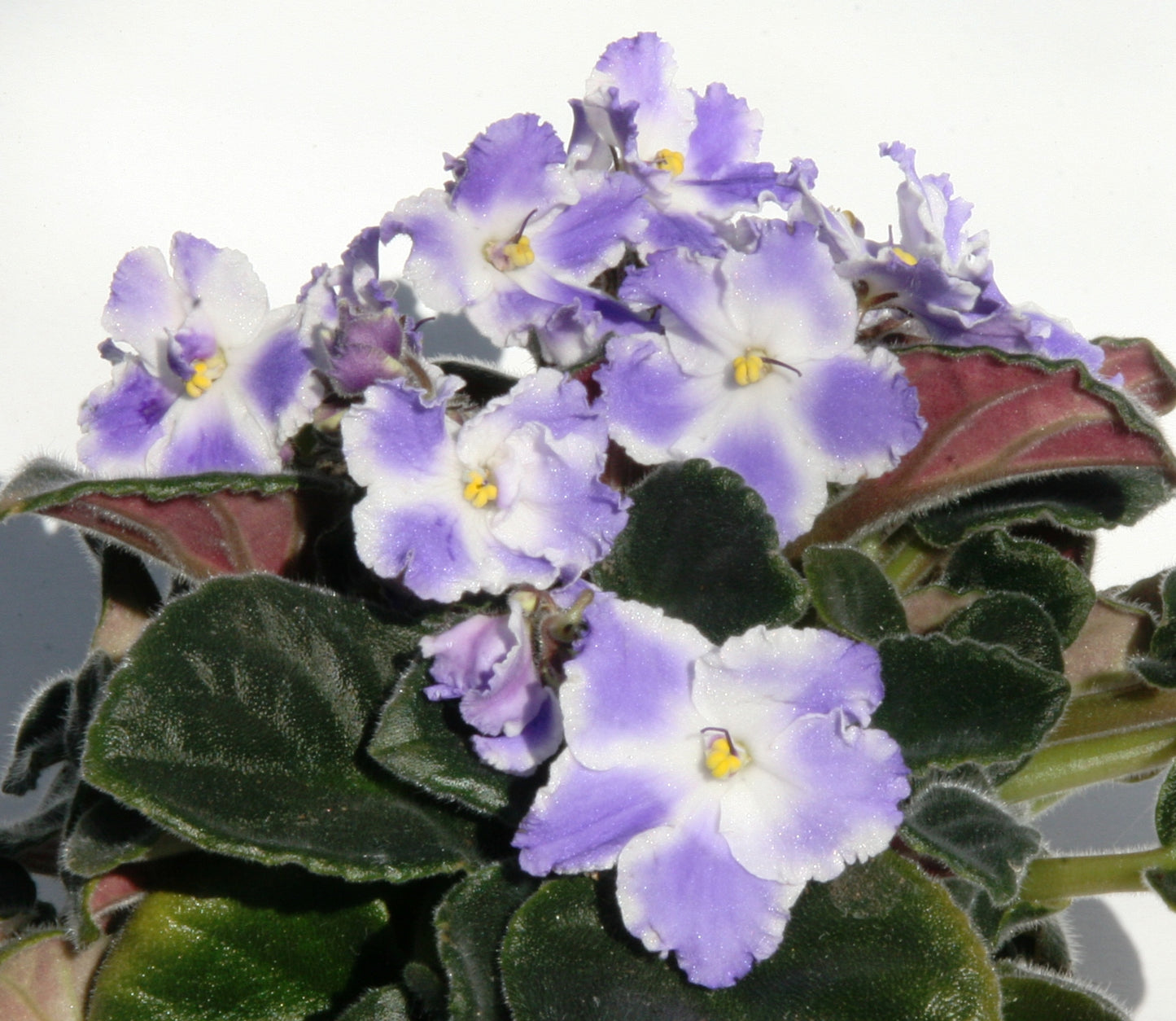 Taffeta Blue - Dibleys