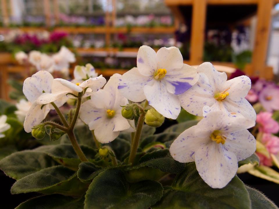 Saintpaulia Tina's April Fantasy - Dibleys