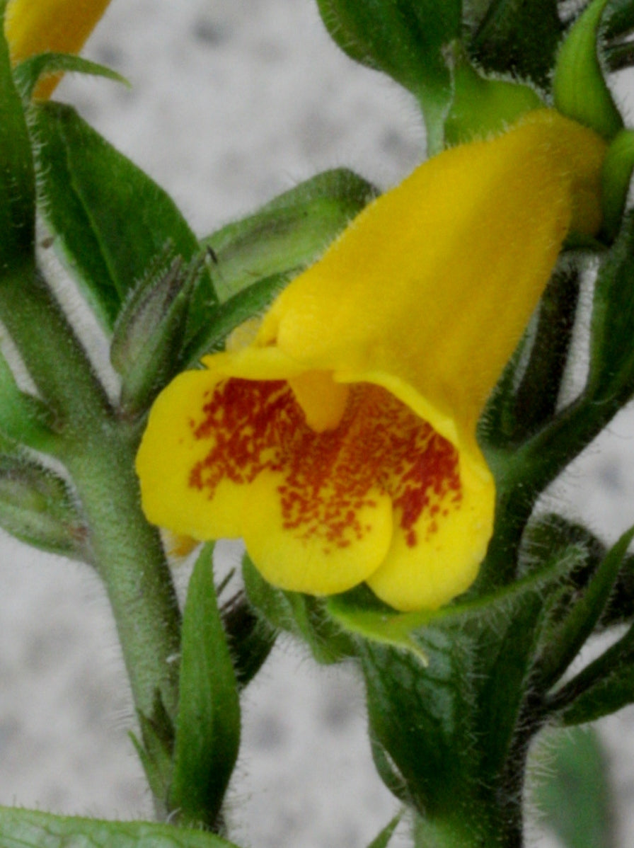 Titanotrichum oldhamii