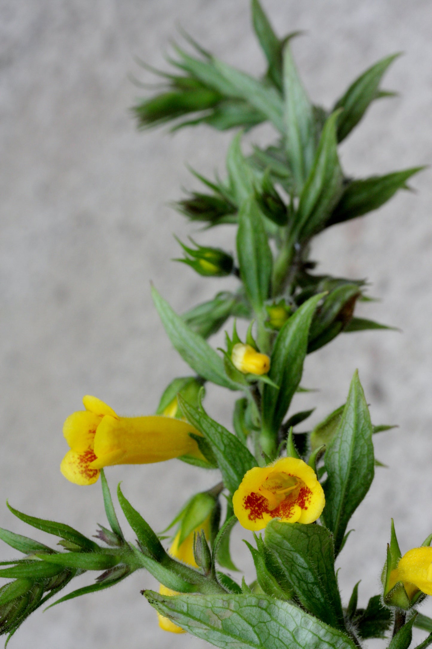 Titanotrichum oldhamii