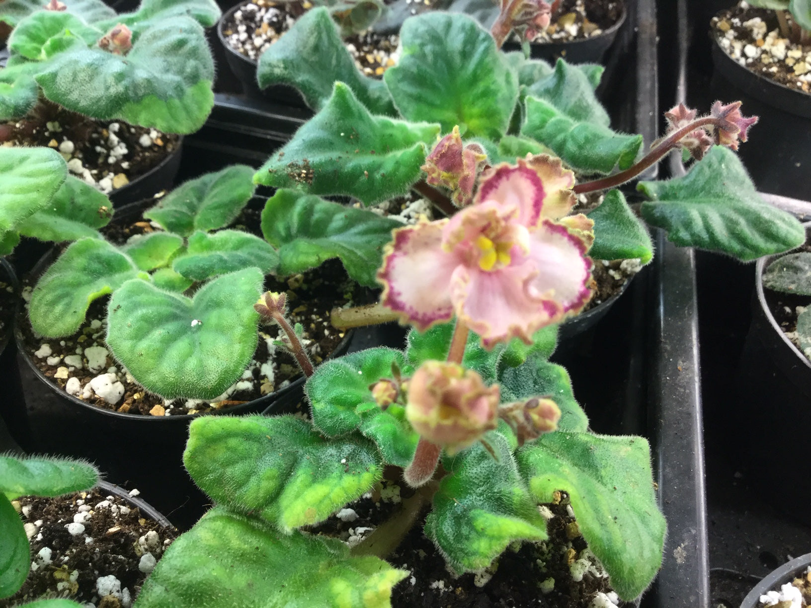 Tomorrow's Pink Ice - Dibleys