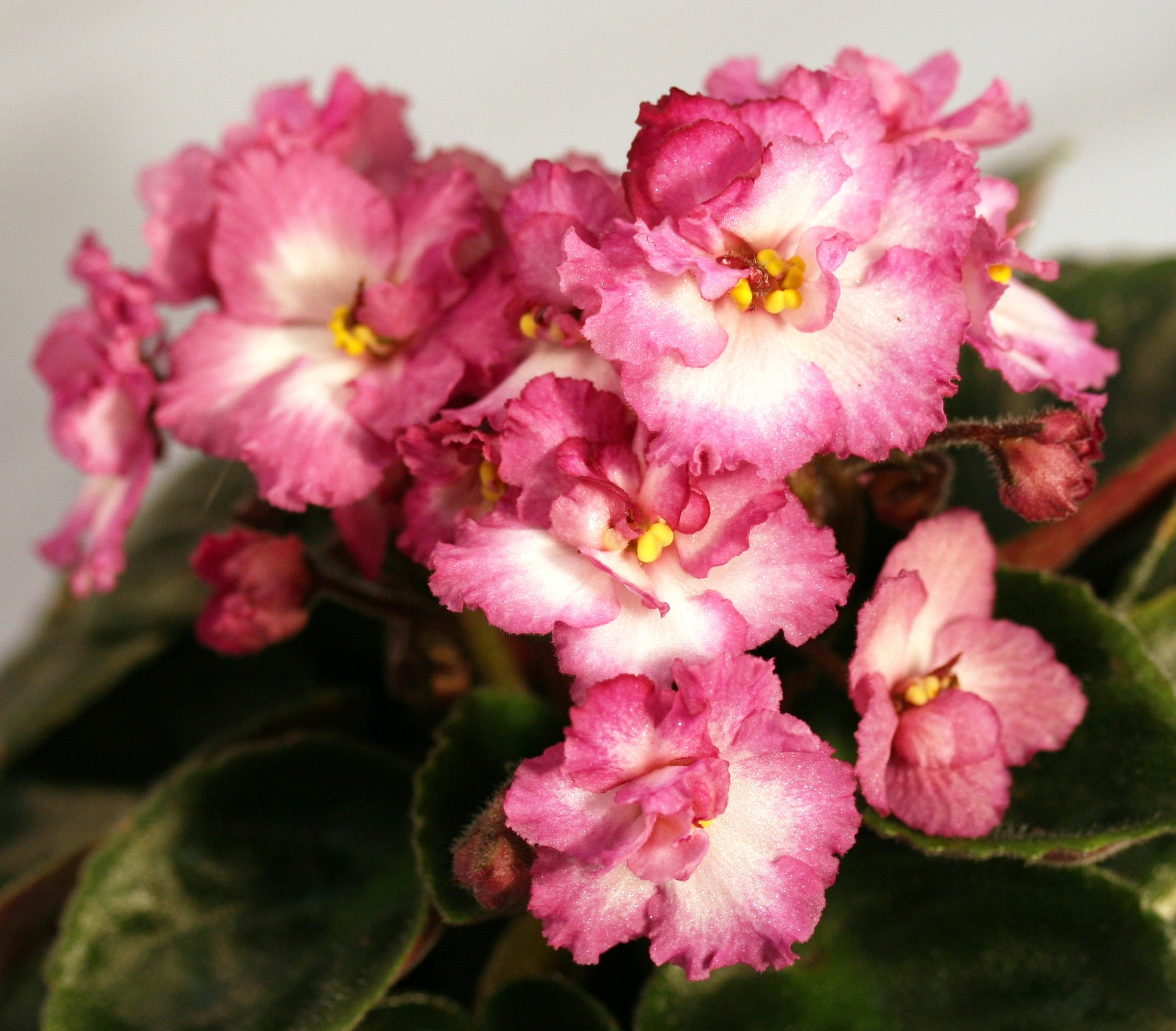 Twist 'n' Shout - Dibleys