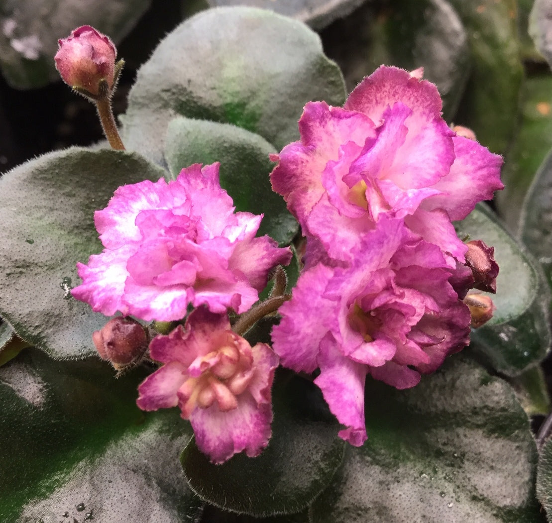 Twist 'n' Shout - Dibleys