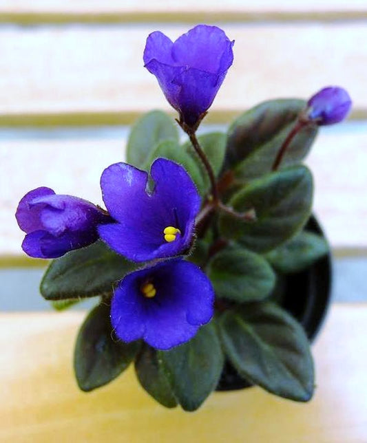 Saintpaulia Vallarta Campanas Moradas - Dibleys