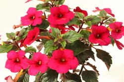 A Collection of Achimenes - Dibleys