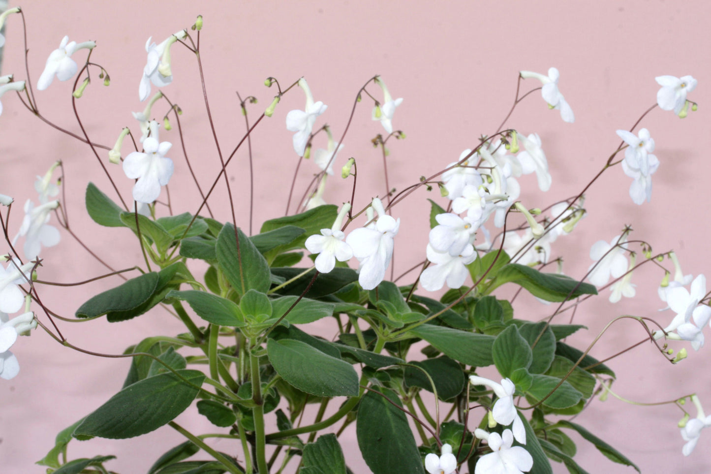 Streptocarpus White Butterfly - Dibleys