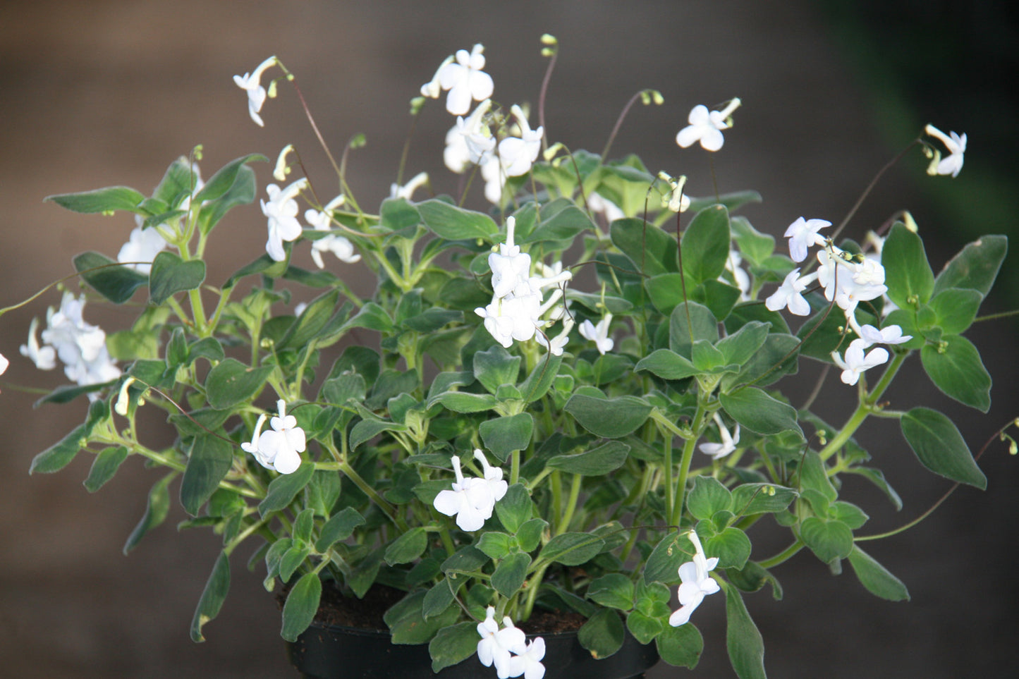 Streptocarpus White Butterfly - Dibleys