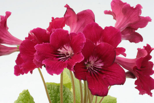 Streptocarpus Wiesmoor Red - Dibleys