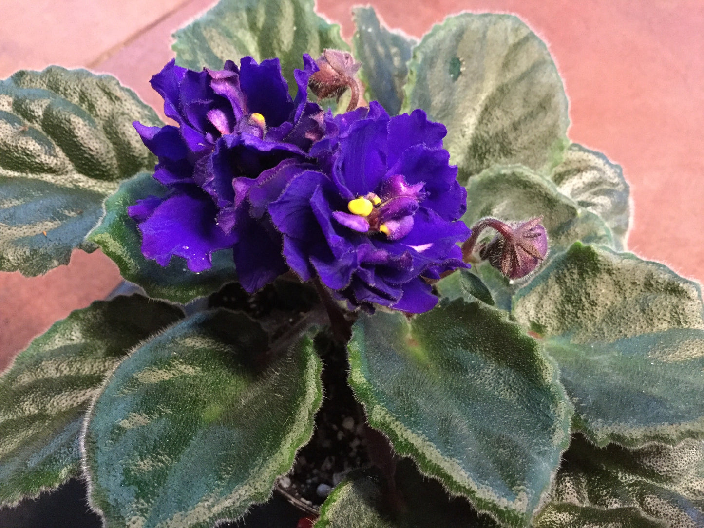 Saintpaulia Window Comet