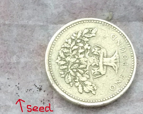 Streptocarpus Species Seed - Mixed - Dibleys