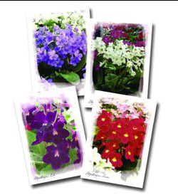 Greeting Cards - Dibleys