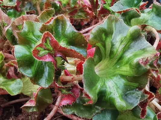 Begonia Cathedral