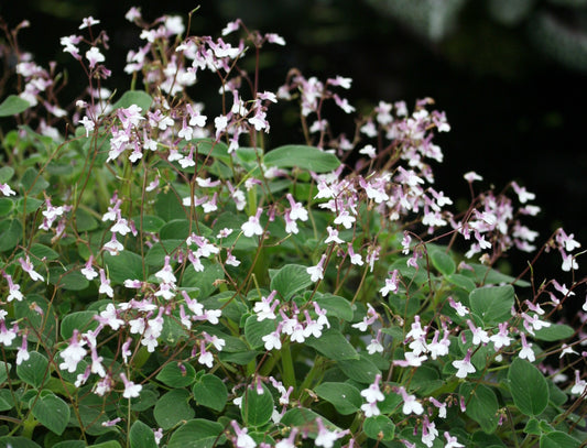 Species Seed Mixture - Dibleys