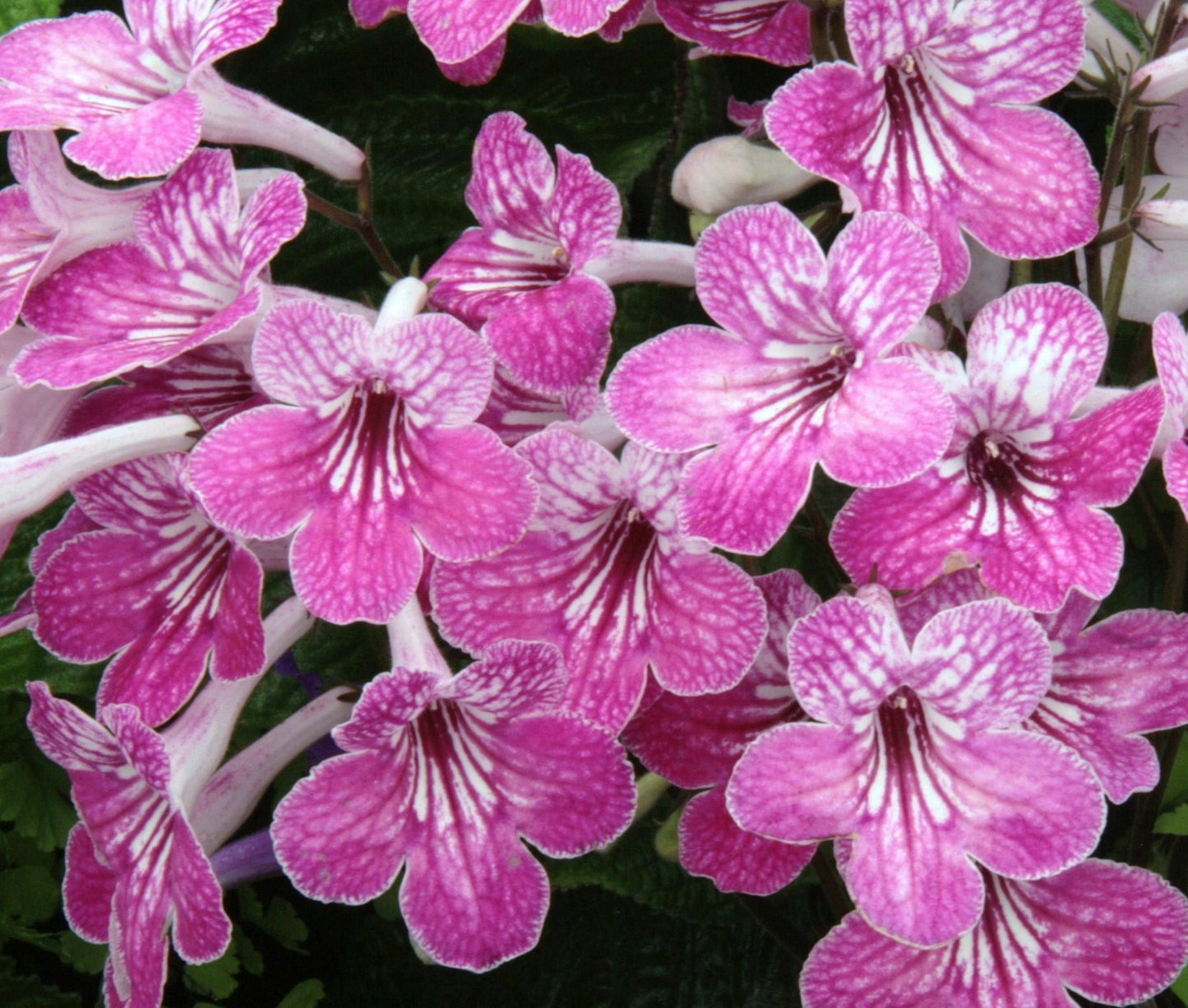 Streptocarpus Celebration - Dibleys