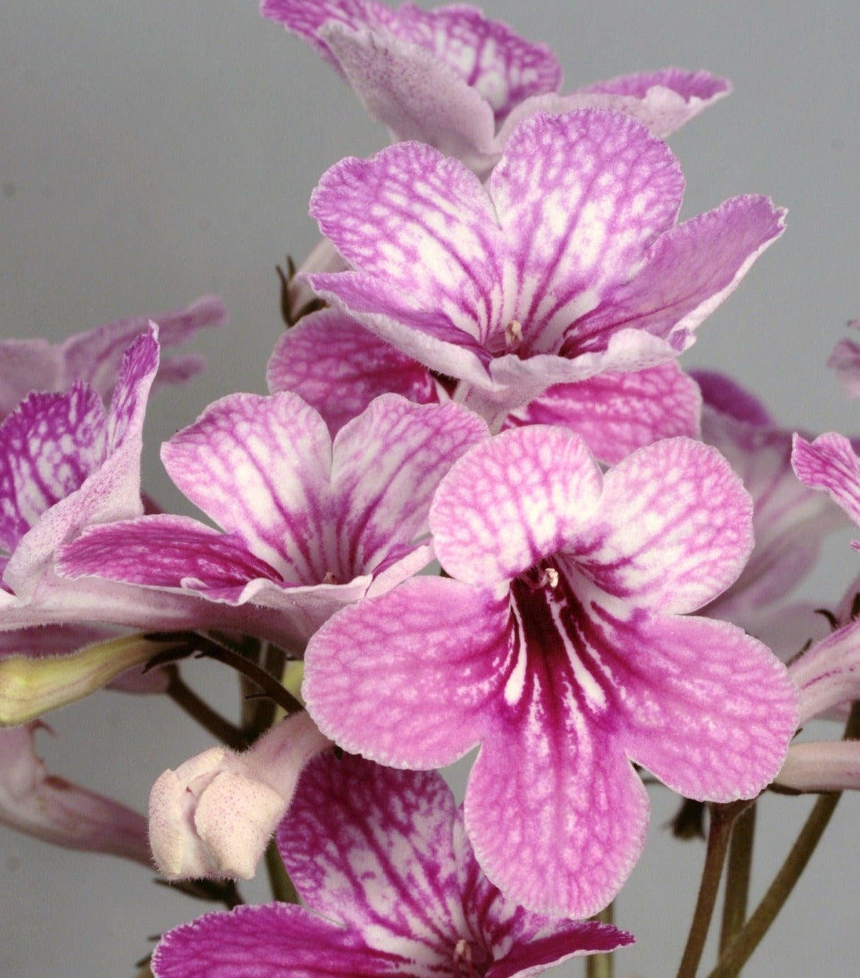 Streptocarpus Celebration - Dibleys