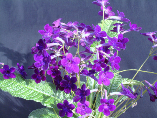 Streptocarpus Crystal Wonder - Dibleys