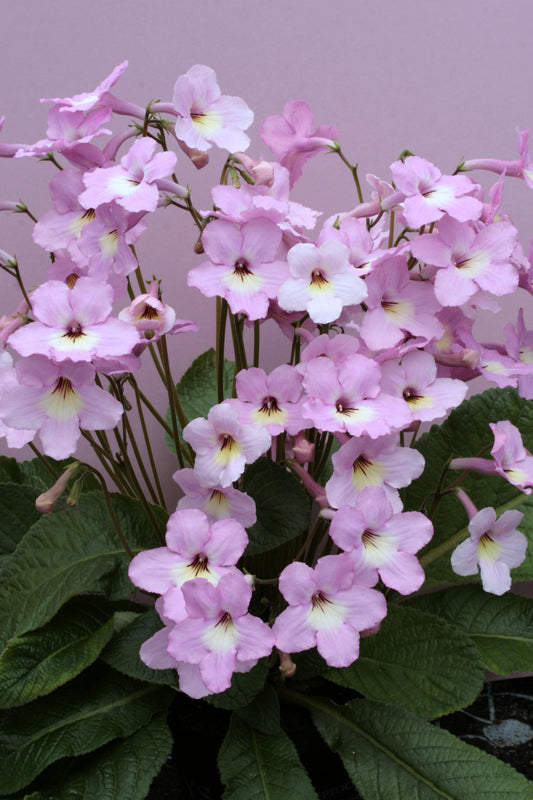 Streptocarpus Hannah - Dibleys