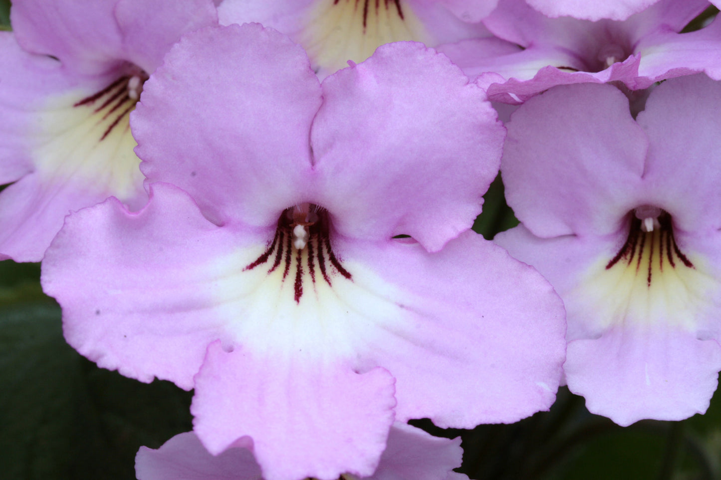 Streptocarpus Hannah - Dibleys