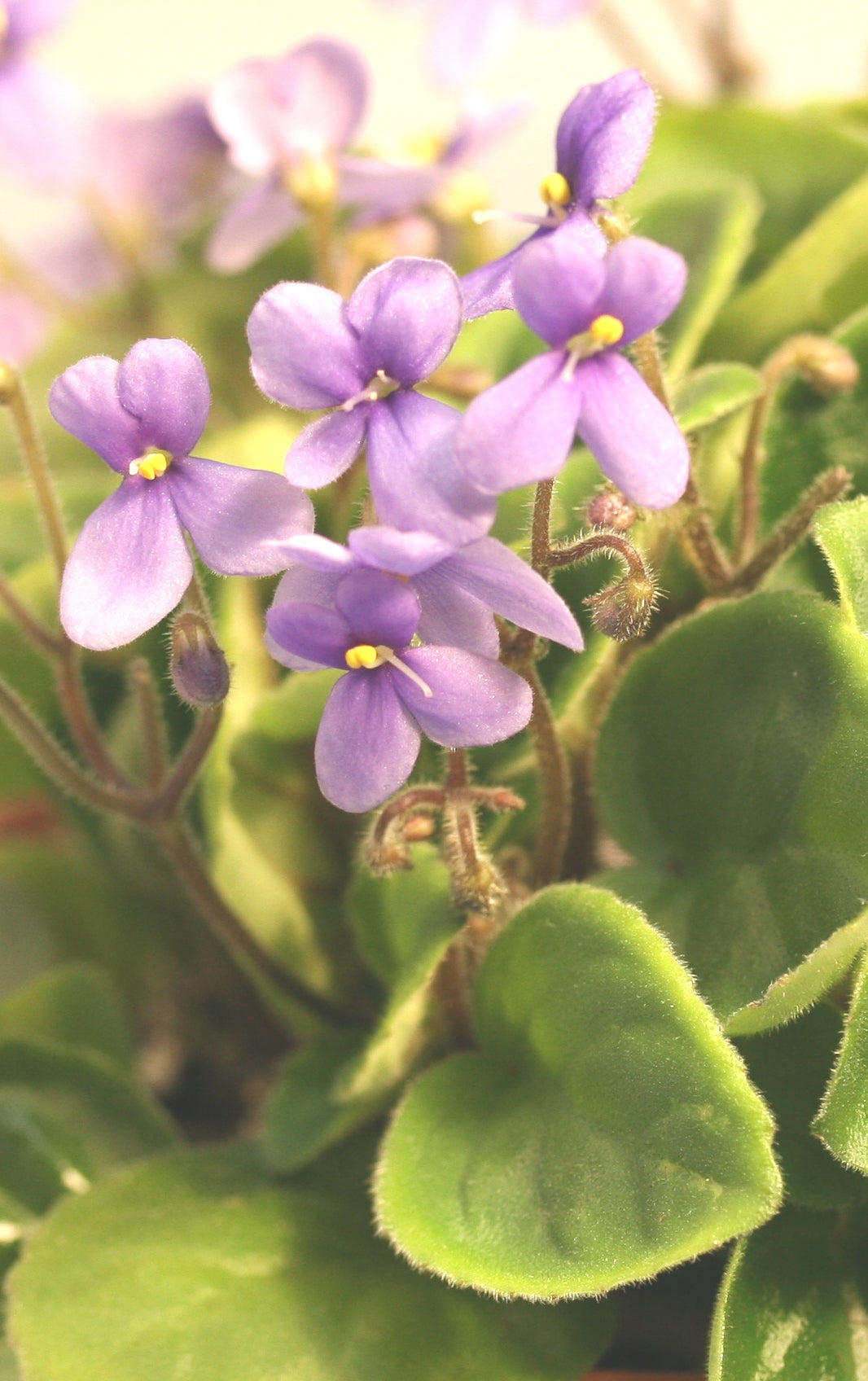 Saintpaulia ionantha grotei Protzen