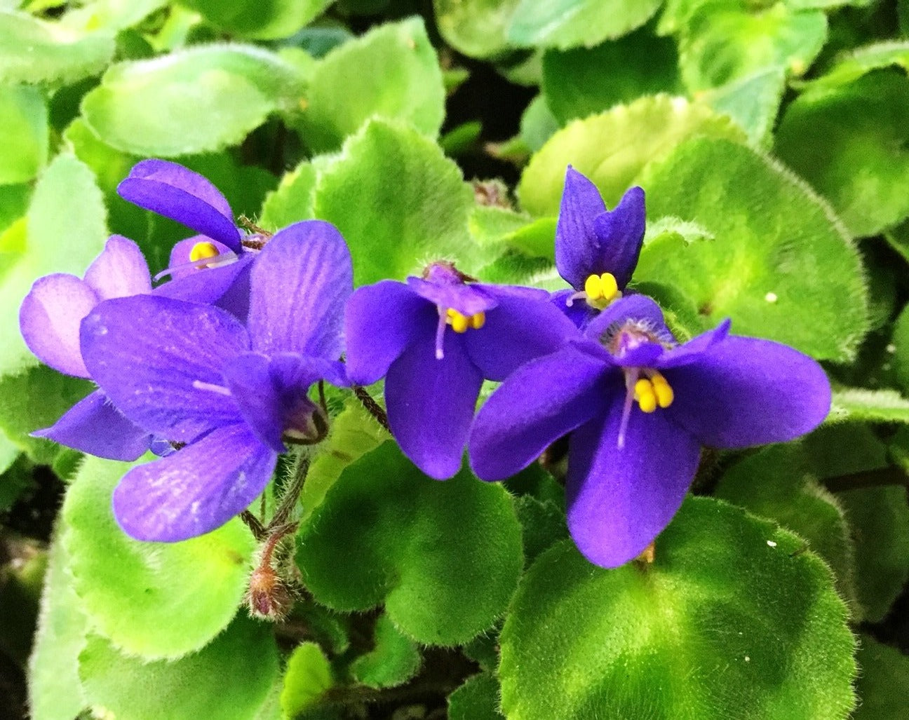 ionantha magungensis minima - Dibleys