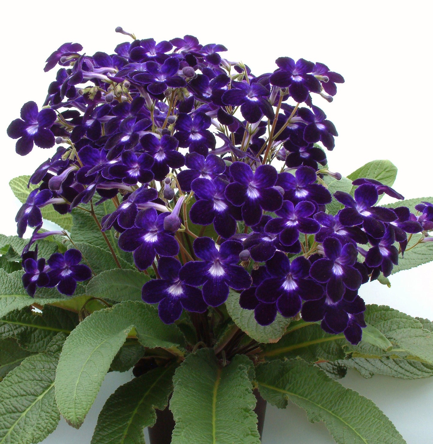 Streptocarpus Kim - Dibleys