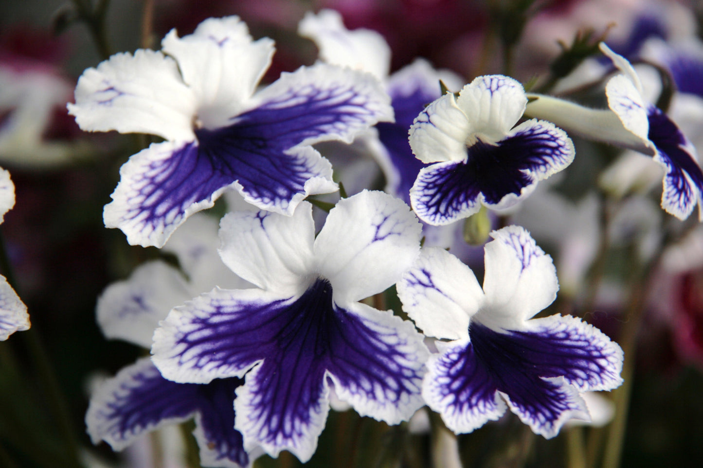 Streptocarpus Marion - Dibleys