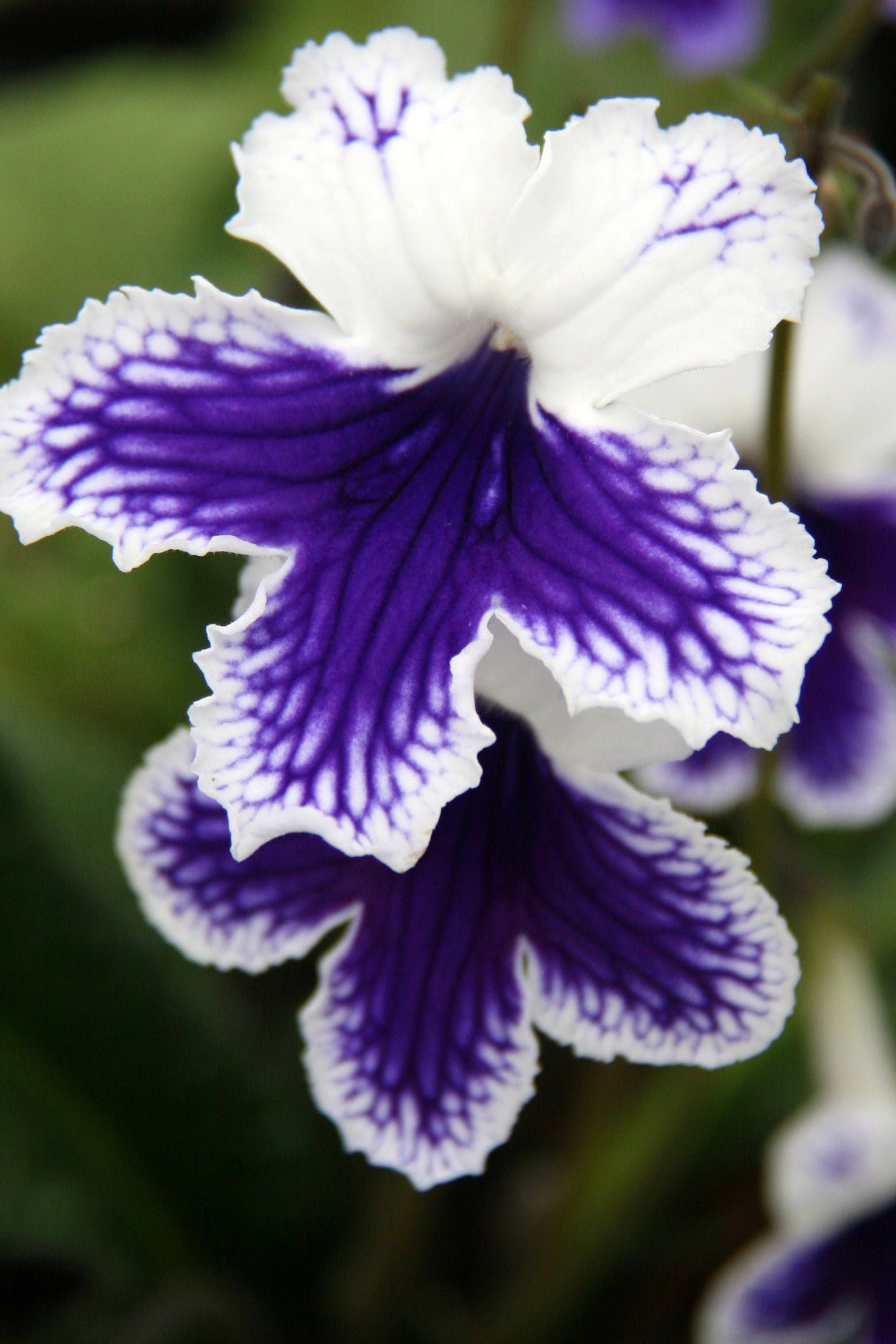 Streptocarpus Marion - Dibleys