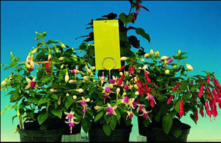 Mini Sticky Traps and Supports - Dibleys