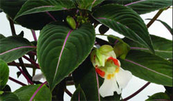 Impatiens morsei 'Velvetea'