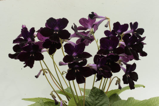Streptocarpus Black Panther - Dibleys