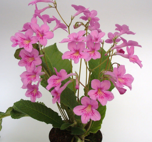 Streptocarpus Ogwen
