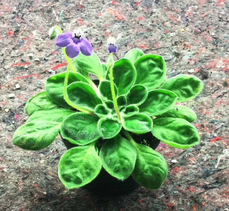 Petrocosmea sericea