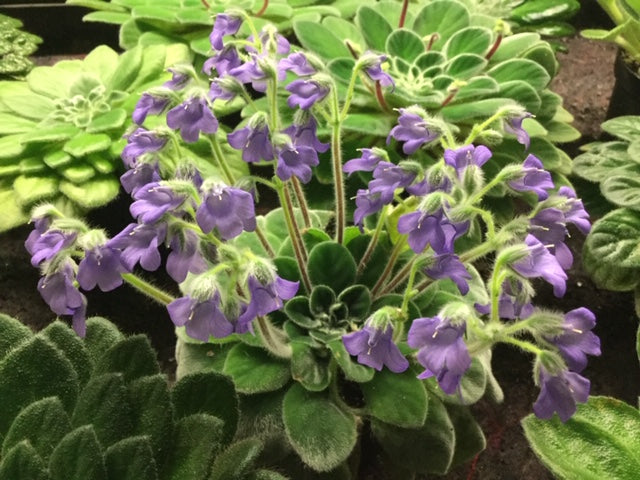 Petrocosmea sericea