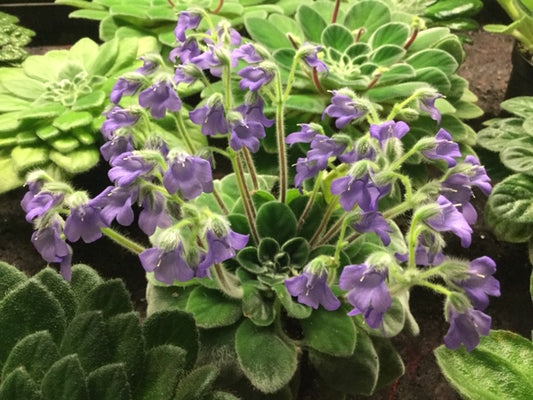 Petrocosmea sericea