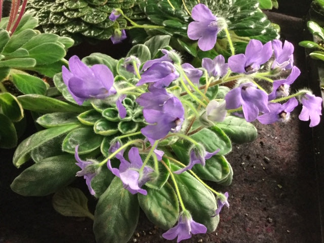 Petrocosmea sericea