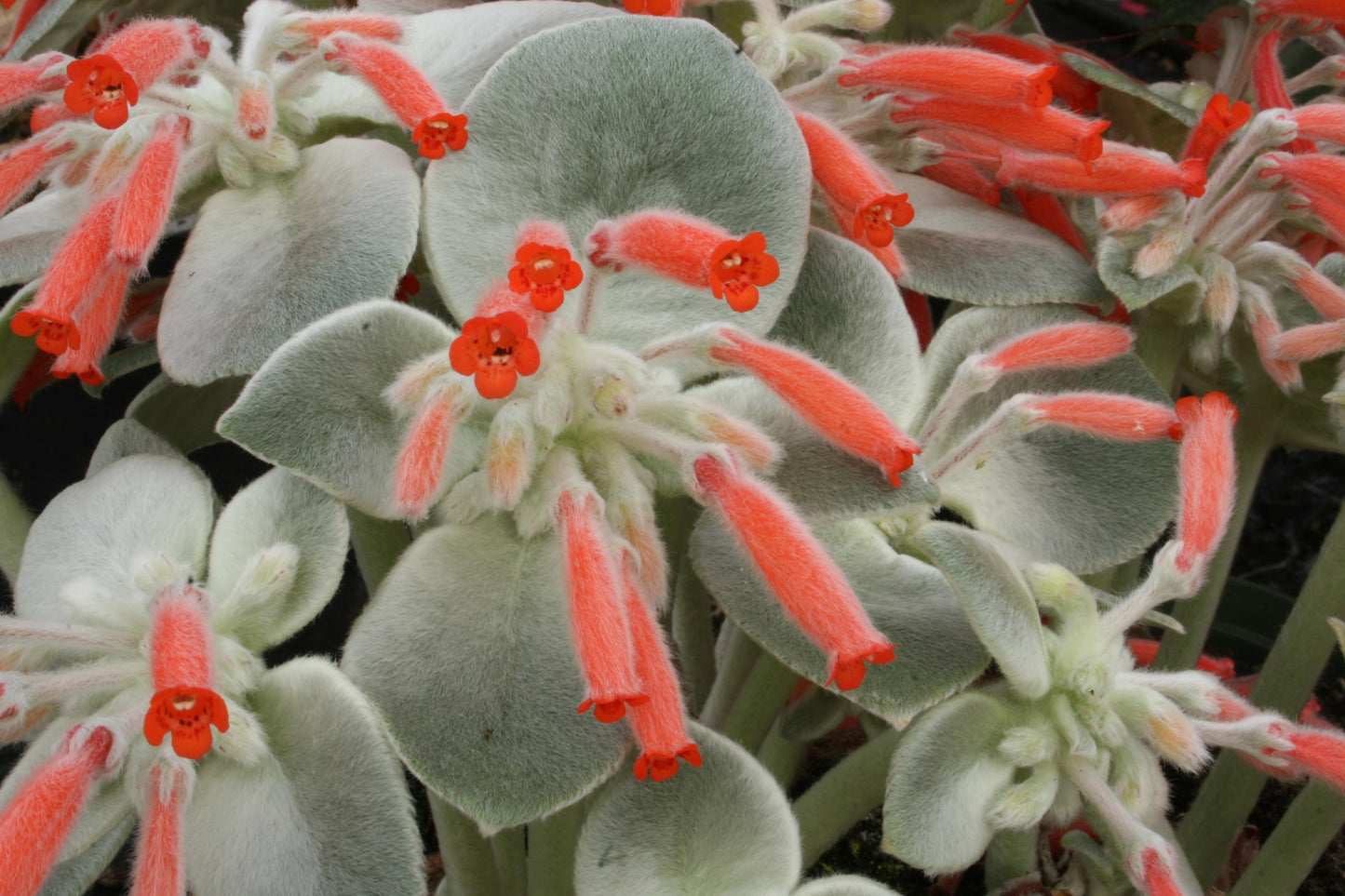 leucotricha - Dibleys