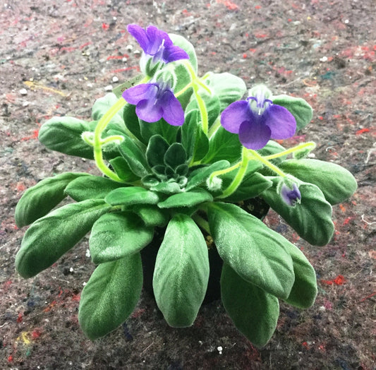 Petrocosmea species TT27