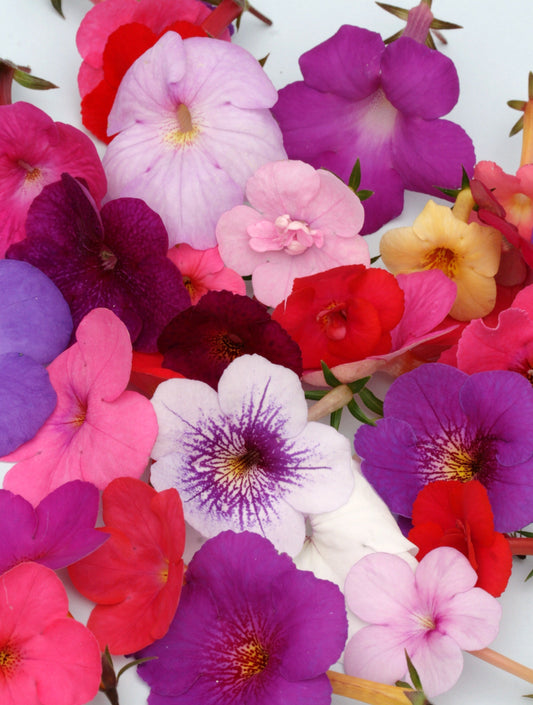 Remember Achimenes?