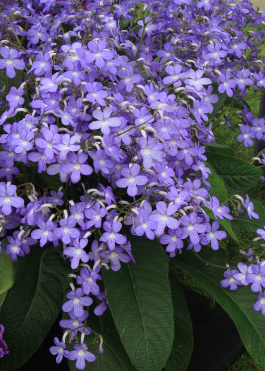 Streptocarpus Falling Stars, a family favourite