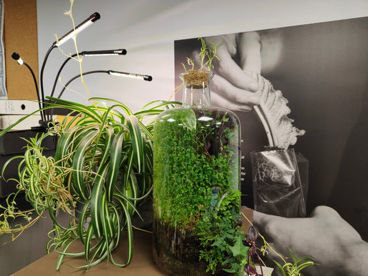 ☀️Using Grow Lights for Houseplants: Make Your Plants Think It's Summer☀️