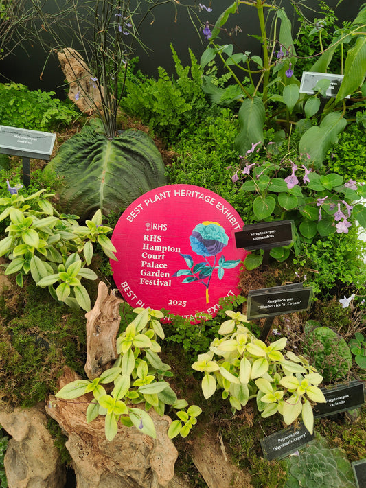 Streptocarpella - stemmed Streptocarpus