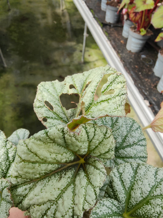 Begonia Caterpillar Damage