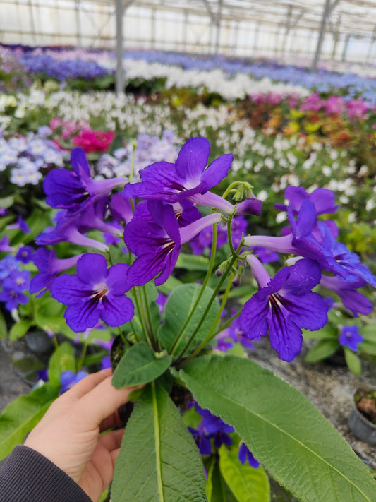 Streptocarpus 'Amanda'