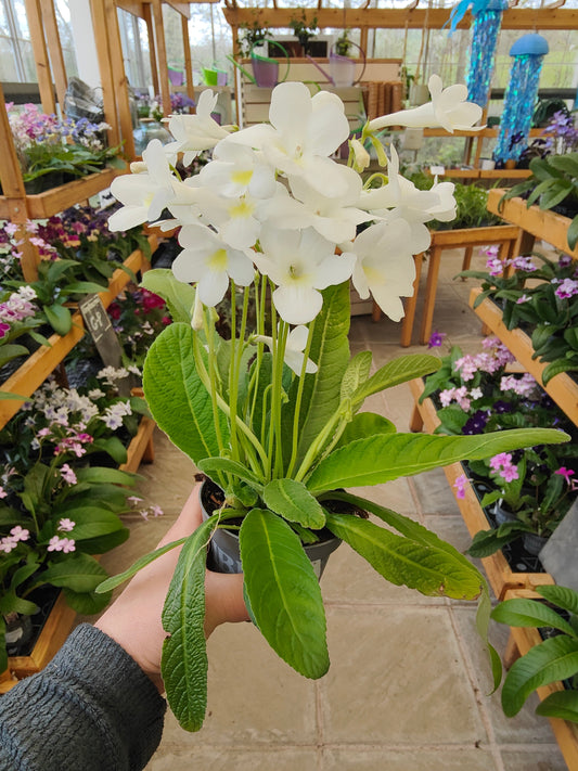 White Flowered Streptocarpus